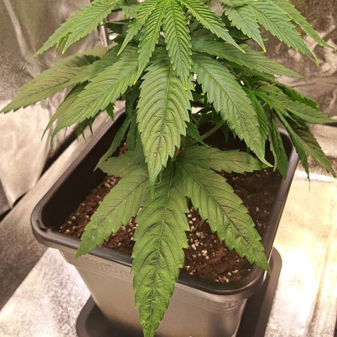 Cookies Kush #1 growlog timeline photo