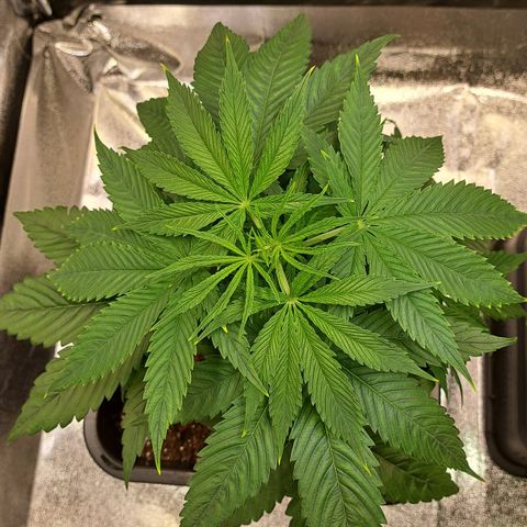 Cookies Kush #1 growlog timeline photo
