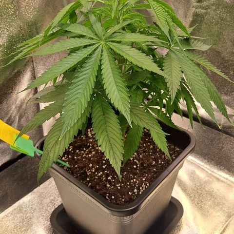 Cookies Kush #1 growlog timeline photo