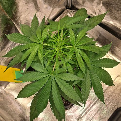 Cookies Kush #1 growlog timeline photo