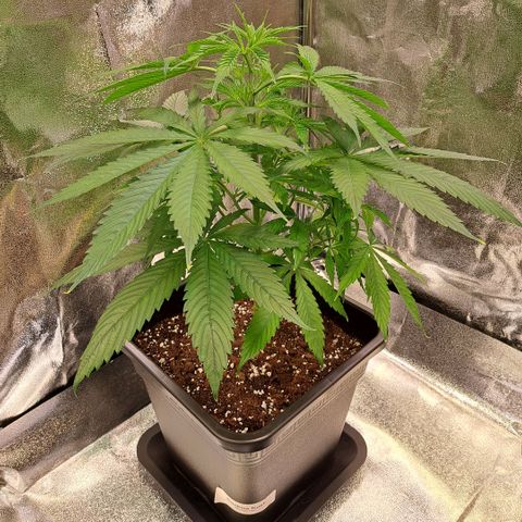 Cookies Kush #1 growlog timeline photo