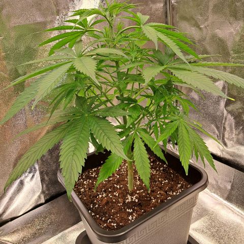 Cookies Kush #1 growlog timeline photo