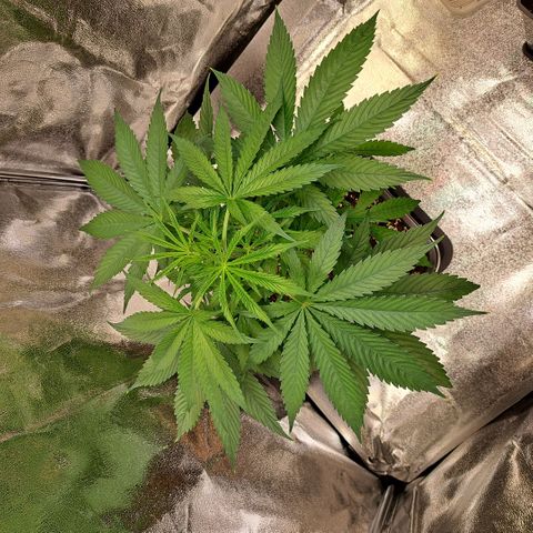 Cookies Kush #1 growlog timeline photo