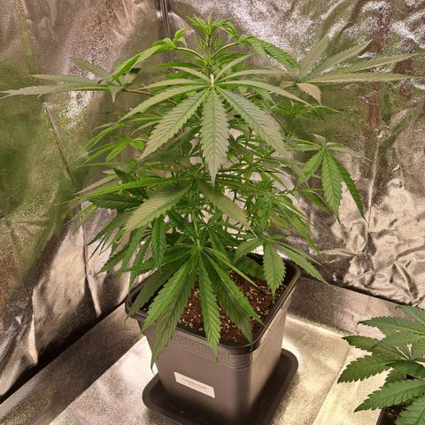 Cookies Kush #1 growlog timeline photo