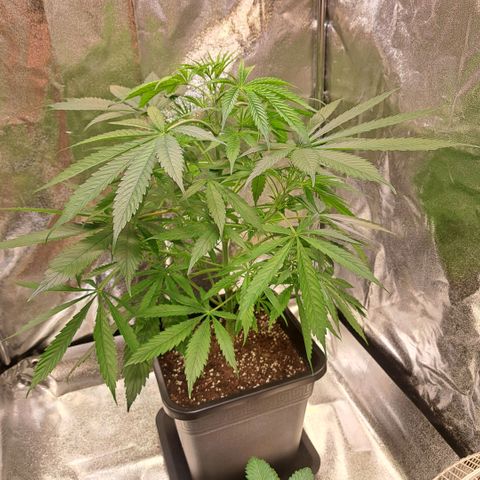 Cookies Kush #1 growlog timeline photo