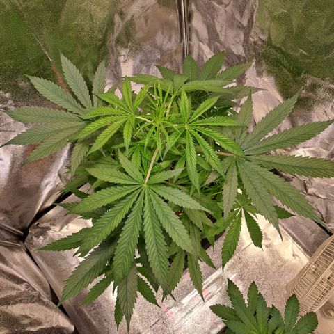 Cookies Kush #1 growlog timeline photo
