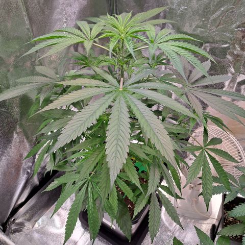 Cookies Kush #1 growlog timeline photo