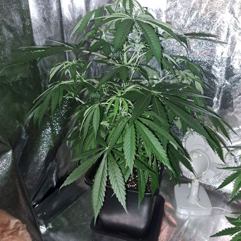 Cookies Kush #1 growlog timeline photo