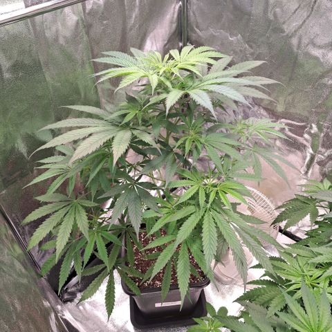 Cookies Kush #1 growlog timeline photo