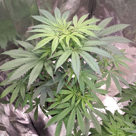 Cookies Kush #1 growlog timeline photo