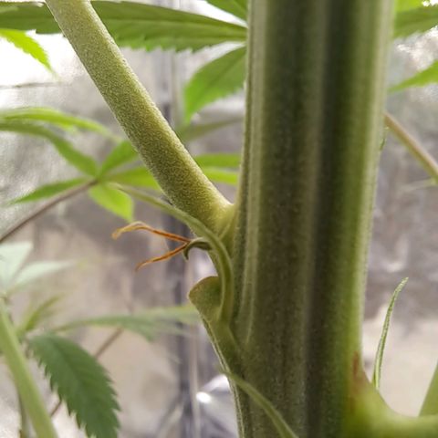 Cookies Kush #1 growlog timeline photo