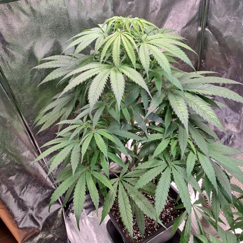 Cookies Kush #1 growlog timeline photo