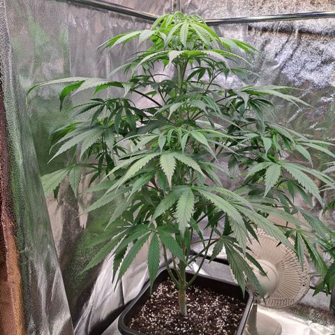 Cookies Kush #1 growlog timeline photo