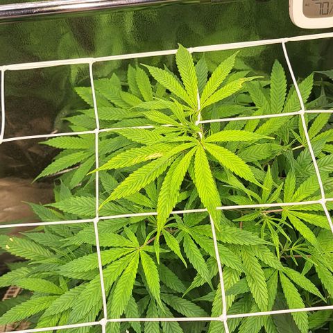 Cookies Kush #1 growlog timeline photo