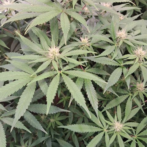 Cookies Kush #1 growlog timeline photo
