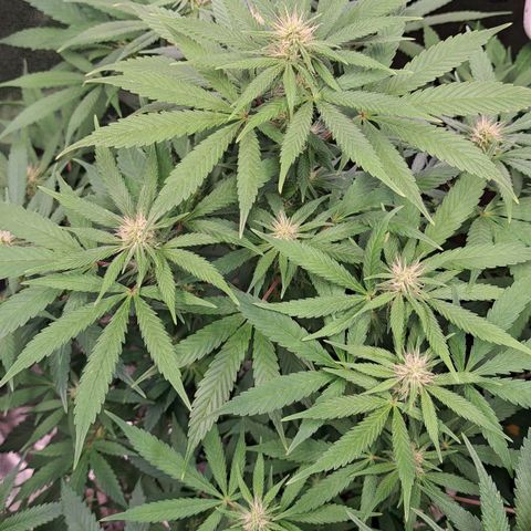 Cookies Kush #1 growlog timeline photo