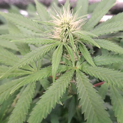 Cookies Kush #1 growlog timeline photo