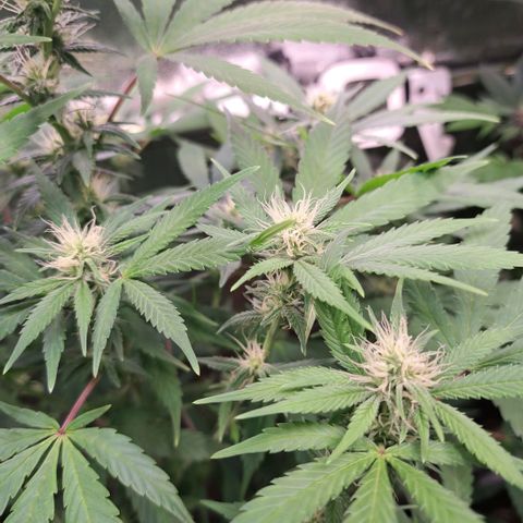 Cookies Kush #1 growlog timeline photo
