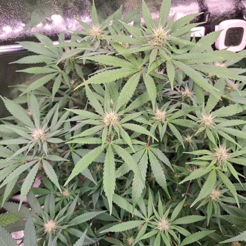 Cookies Kush #1 growlog timeline photo