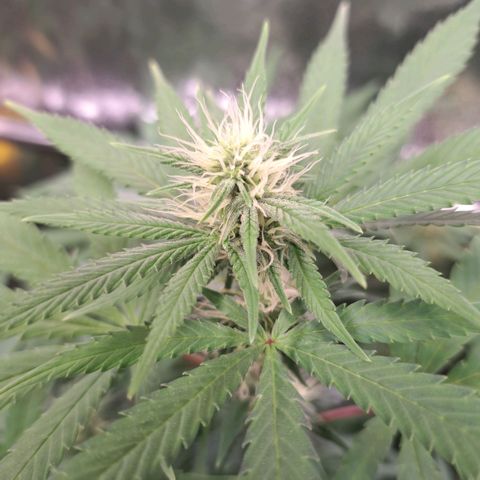 Cookies Kush #1 growlog timeline photo