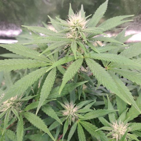 Cookies Kush #1 growlog timeline photo