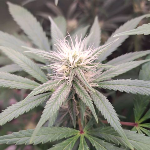Cookies Kush #1 growlog timeline photo