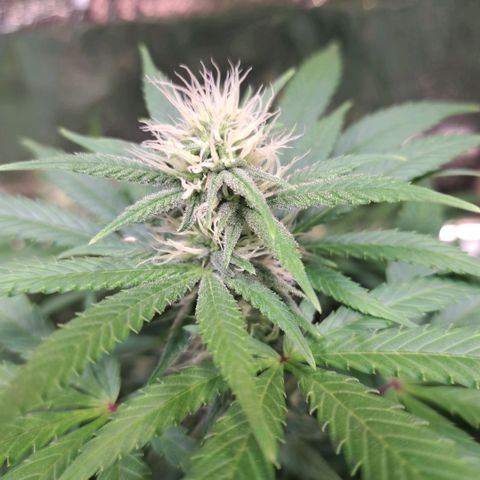 Cookies Kush #1 growlog timeline photo