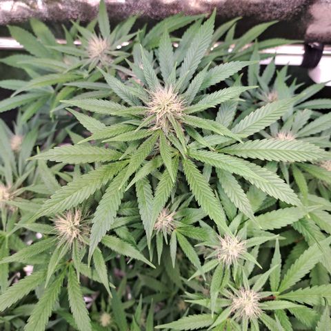Cookies Kush #1 growlog timeline photo
