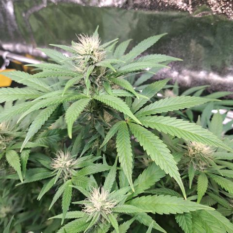 Cookies Kush #1 growlog timeline photo