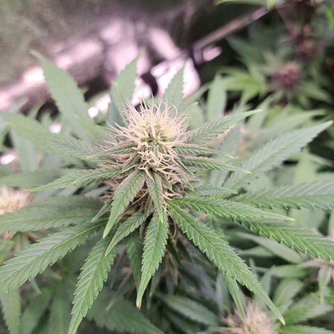 Cookies Kush #1 growlog timeline photo
