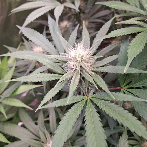 Cookies Kush #1 growlog timeline photo