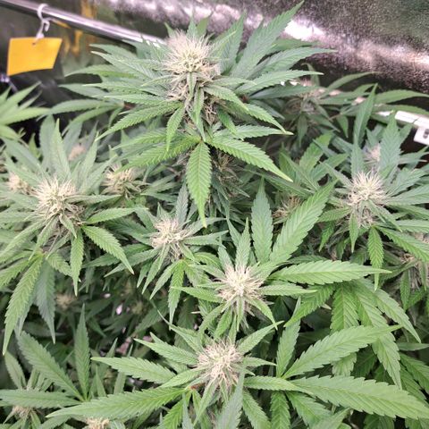 Cookies Kush #1 growlog timeline photo