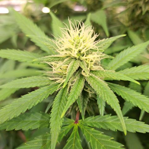 Cookies Kush #1 growlog timeline photo