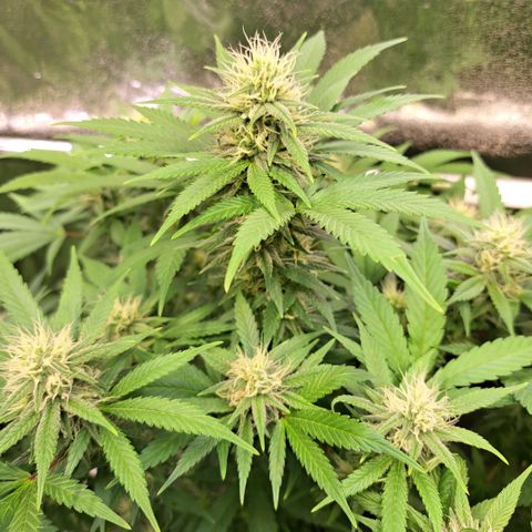 Cookies Kush #1 growlog timeline photo