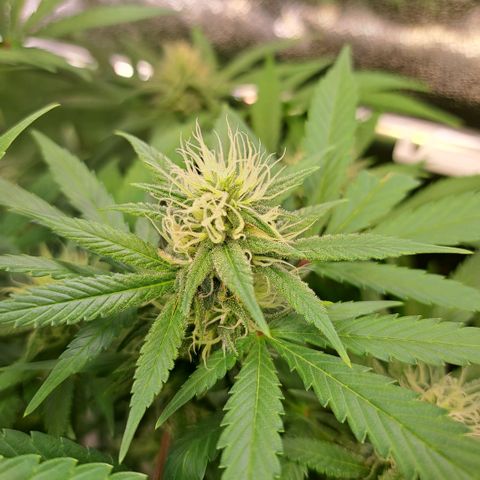 Cookies Kush #1 growlog timeline photo