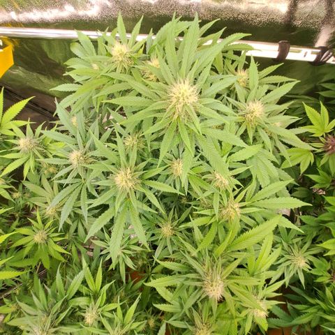Cookies Kush #1 growlog timeline photo