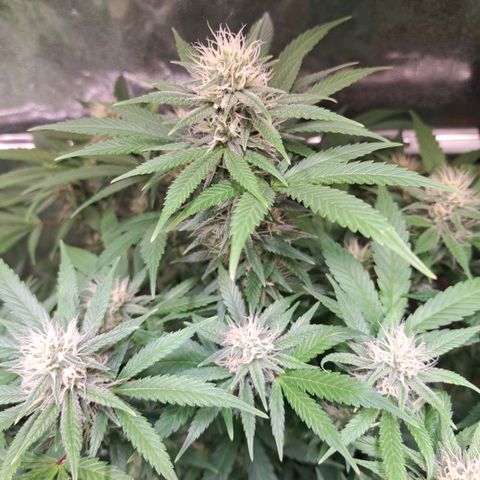 Cookies Kush #1 growlog timeline photo