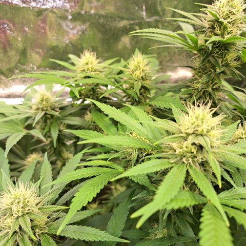 Cookies Kush #1 growlog timeline photo