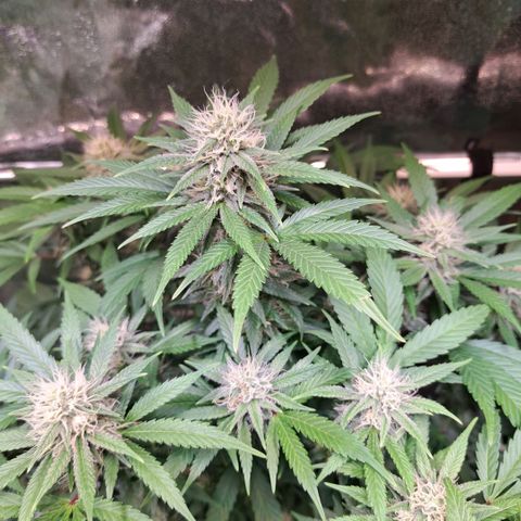 Cookies Kush #1 growlog timeline photo