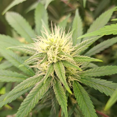 Cookies Kush #1 growlog timeline photo