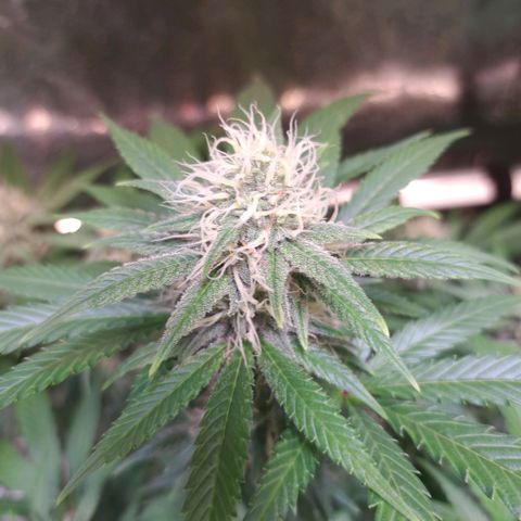 Cookies Kush #1 growlog timeline photo