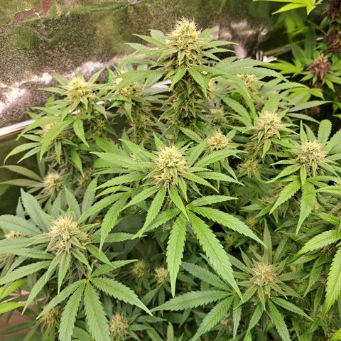 Cookies Kush #1 growlog timeline photo