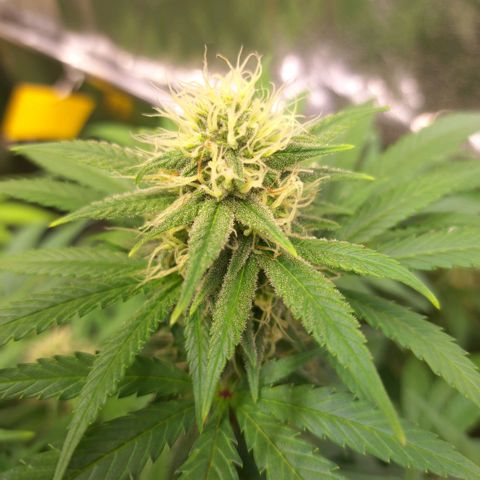 Cookies Kush #1 growlog timeline photo