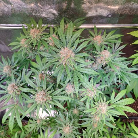 Cookies Kush #1 growlog timeline photo