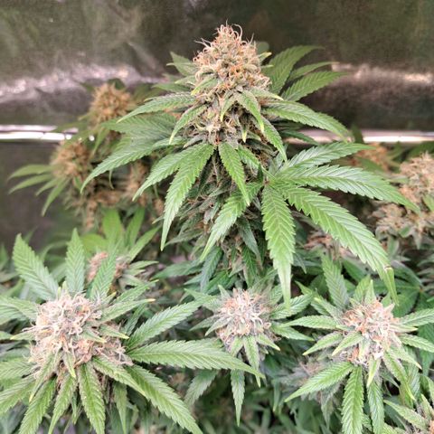 Cookies Kush #1 growlog timeline photo