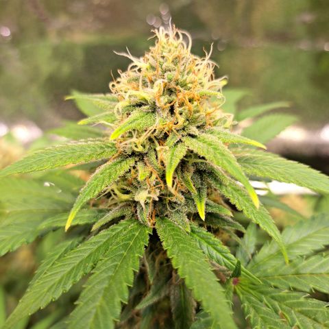 Cookies Kush #1 growlog timeline photo
