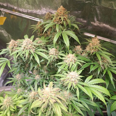 Cookies Kush #1 growlog timeline photo