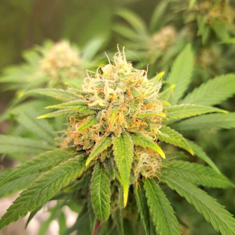 Cookies Kush #1 growlog timeline photo