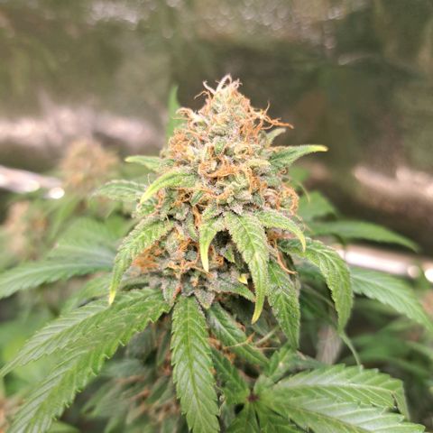 Cookies Kush #1 growlog timeline photo