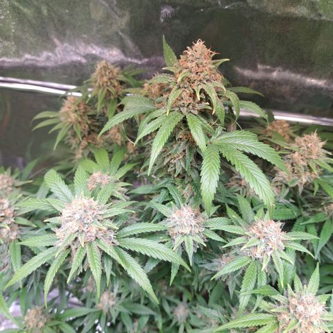 Cookies Kush #1 growlog timeline photo
